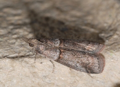 Acrobasis obliqua