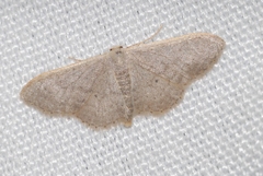 Idaea distinctaria