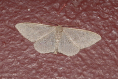 Idaea distinctaria