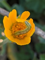 Cucullia calendulae