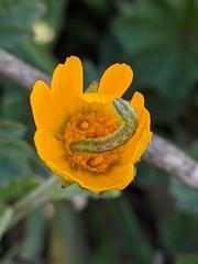 Cucullia calendulae