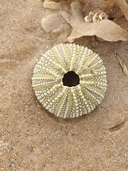 Psammechinus miliaris