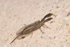 Raphidiinae