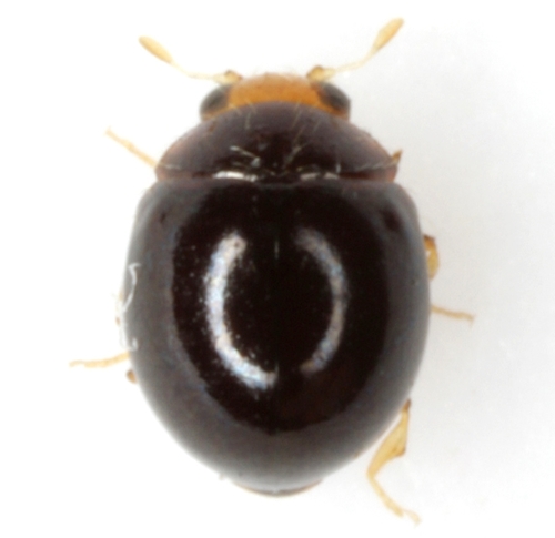 Delphastus pusillus