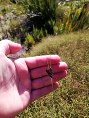 Neurosymploca caffra