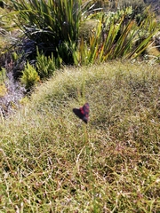 Neurosymploca caffra