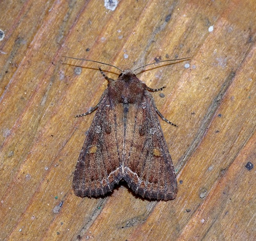 Bright-line Brown-eye