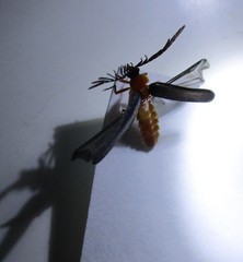 Pterotus obscuripennis