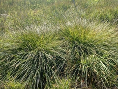 Carex subbracteata