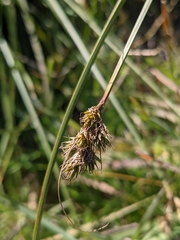 Carex subbracteata