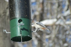 Sitta carolinensis