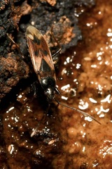 Eremocoris fenestratus