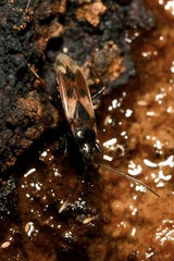 Eremocoris fenestratus