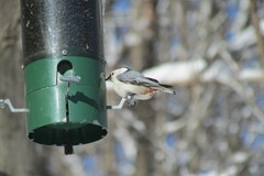 Sitta carolinensis