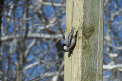Sitta carolinensis