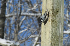 Sitta carolinensis