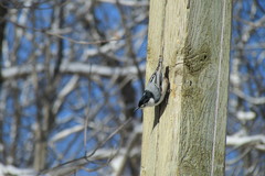 Sitta carolinensis