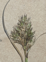 Carex subbracteata