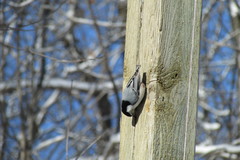 Sitta carolinensis