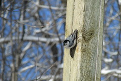 Sitta carolinensis