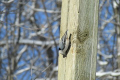 Sitta carolinensis