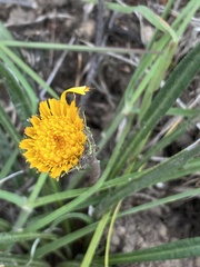 Gazania linearis linearis