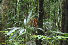 Chambeyronia divaricata