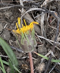 Gazania linearis linearis