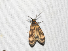 Eucereon costulata