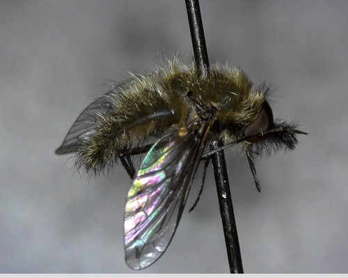 iNaturalist observation photo of Conophorus