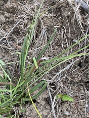 Gazania linearis linearis