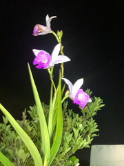 Arundina graminifolia