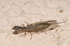 Raphidiinae