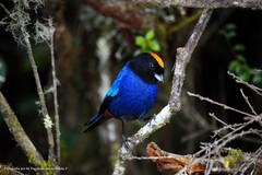 Iridosornis rufivertex