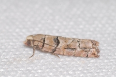 Blastesthia tessulatana