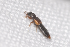Bledius gallicus
