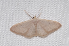 Idaea distinctaria