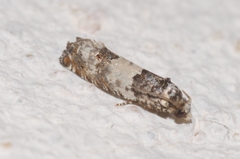 Epinotia thapsiana