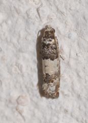 Epinotia thapsiana