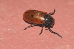 Lachnaia pubescens
