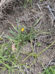 Gazania linearis linearis