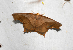 Eutomopepla rogenhoferi