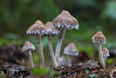 Psathyrella olympiana