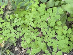 Thalictrum sparsiflorum