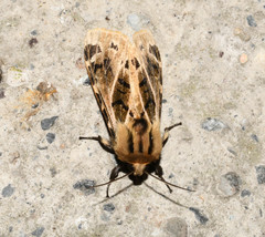 Hypercompe nemophila