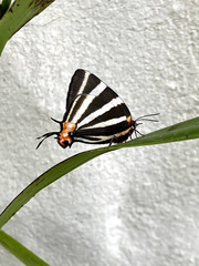 Panthiades bathildis