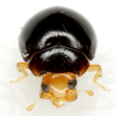 Delphastus pusillus
