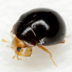 Delphastus pusillus