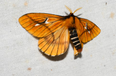 Cerodirphia nadiana