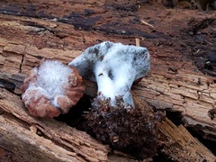 Hypomyces ochraceus